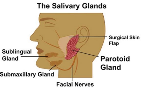 salivary glands anatomy